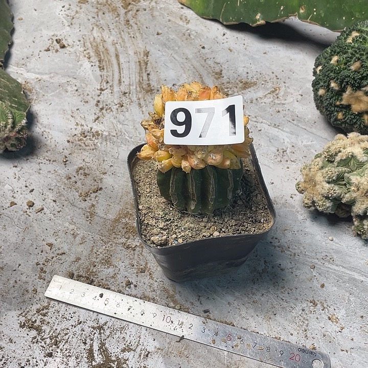 完全开放971花锦多头