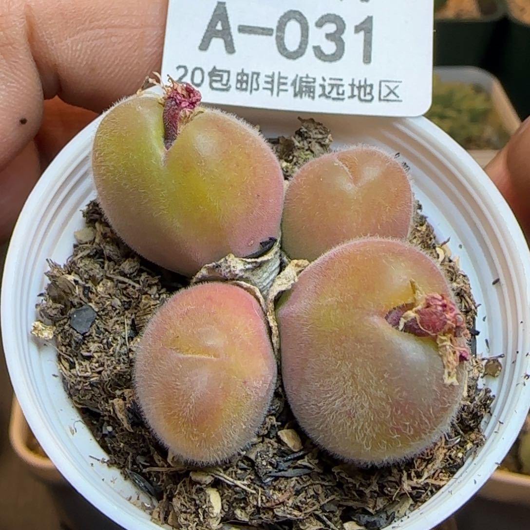 长毛翠带盆土发货。      