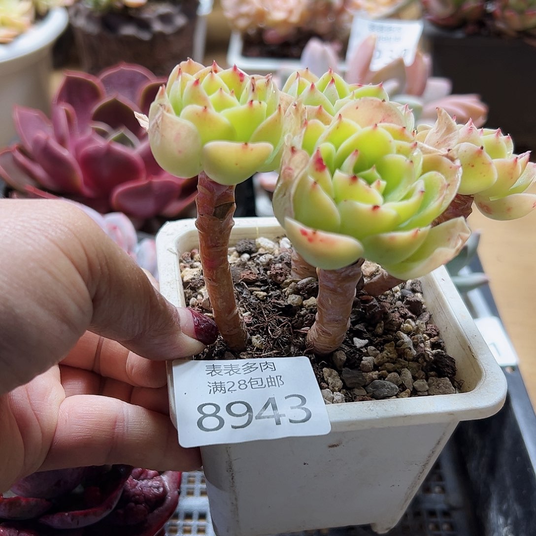 9号多肉一物一拍8943