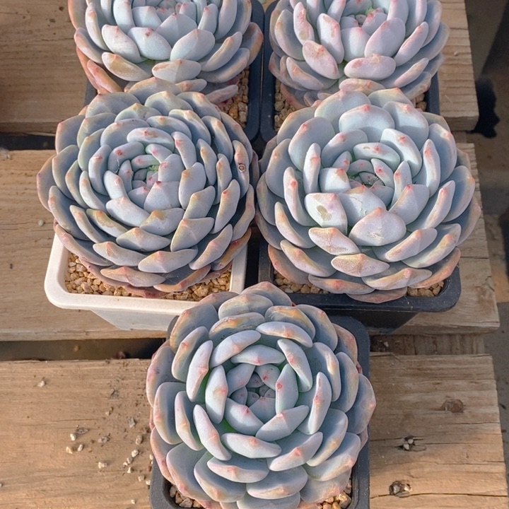 纳***物多肉乐园精品橙子