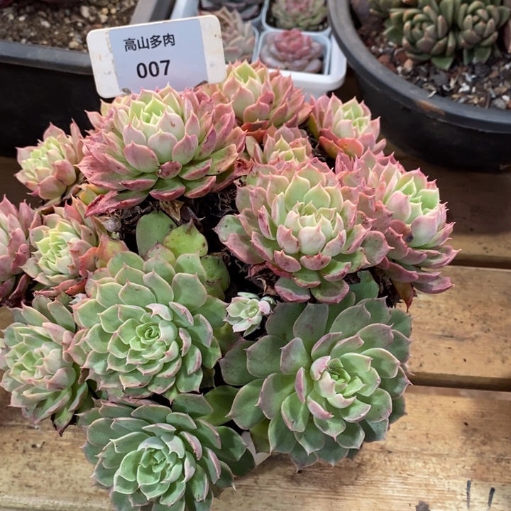 D007- 直播福利 东云捧花