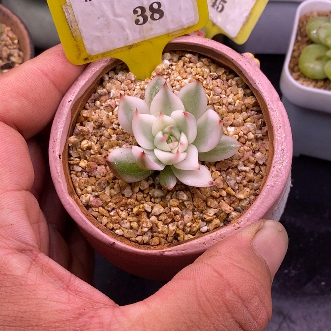 138吉娃娃锦宽锦……