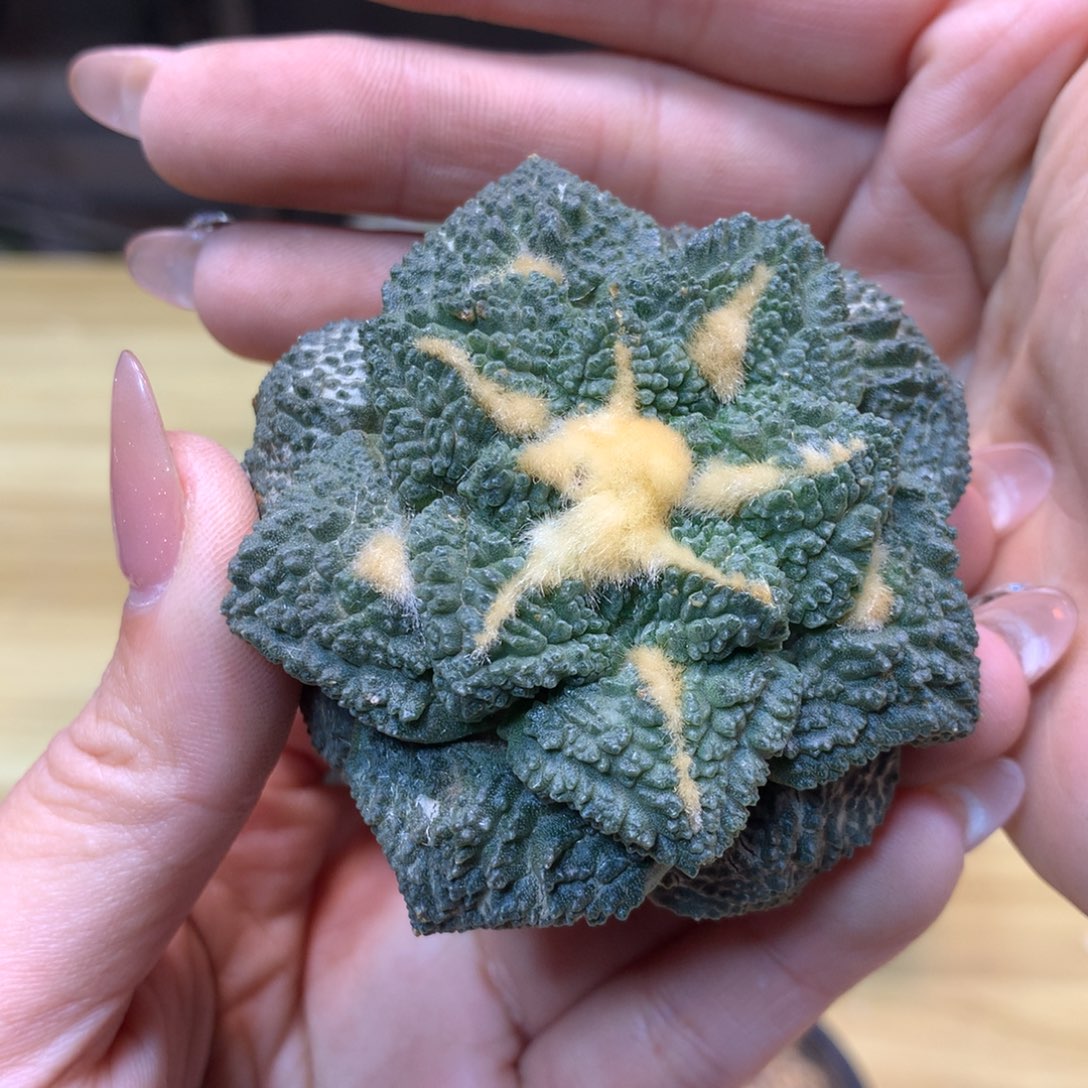         15号  自根出根 龟甲岩牡丹6.2公分