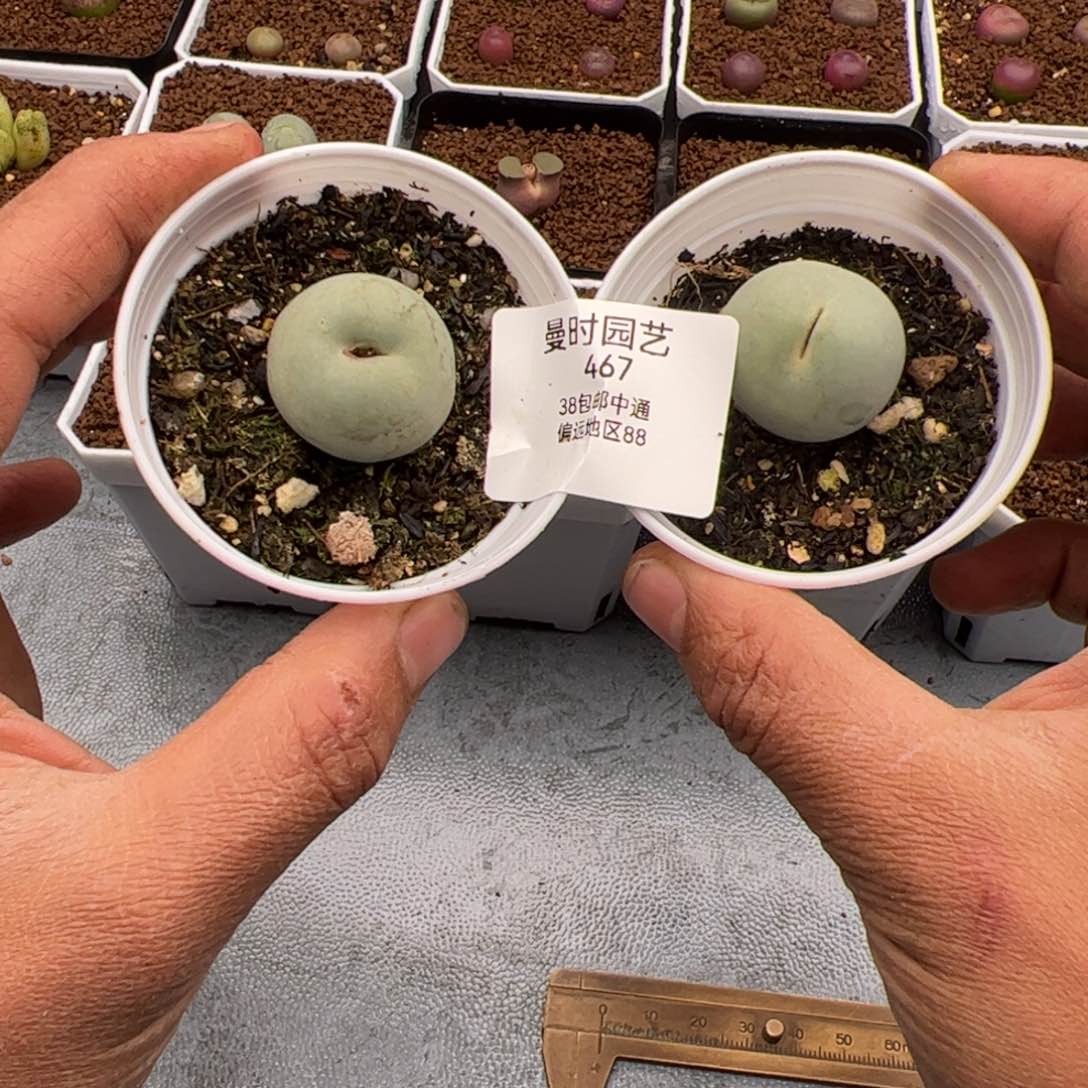 々****々2.10鸽子蛋多肉植467