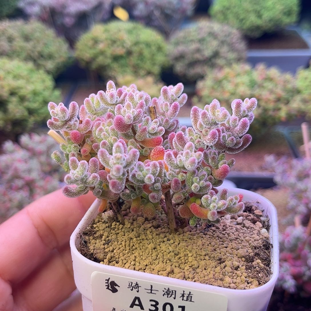 301优选冰晶造型桩