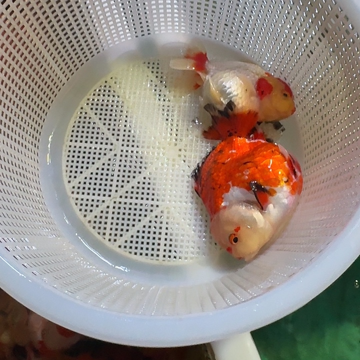 520包邮到家嘿嘿嘿嘿嘿嘿嘿嘿