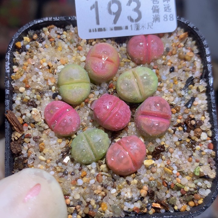 精品生石花122.193