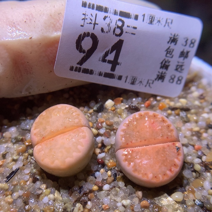 精品生石花38.94