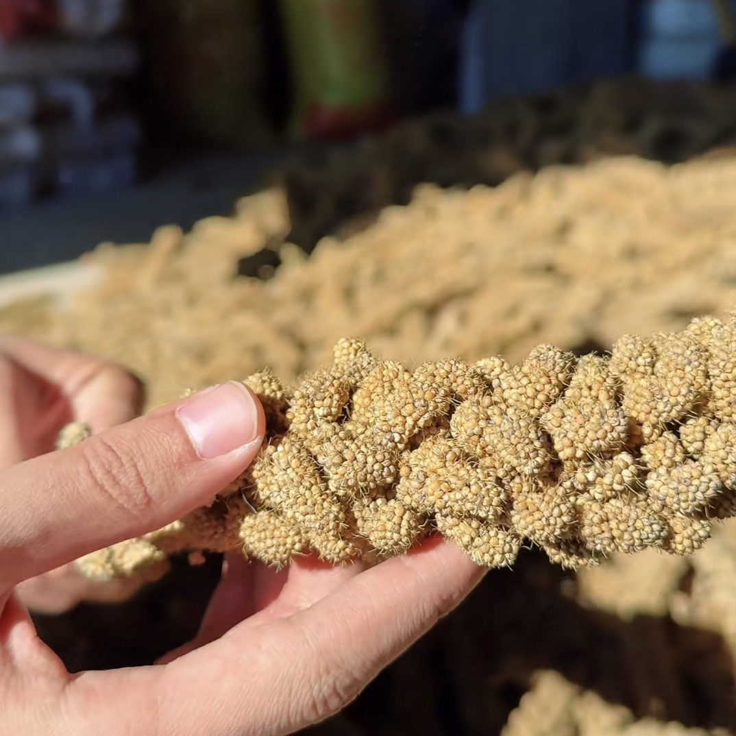 2025年黄小米5斤装