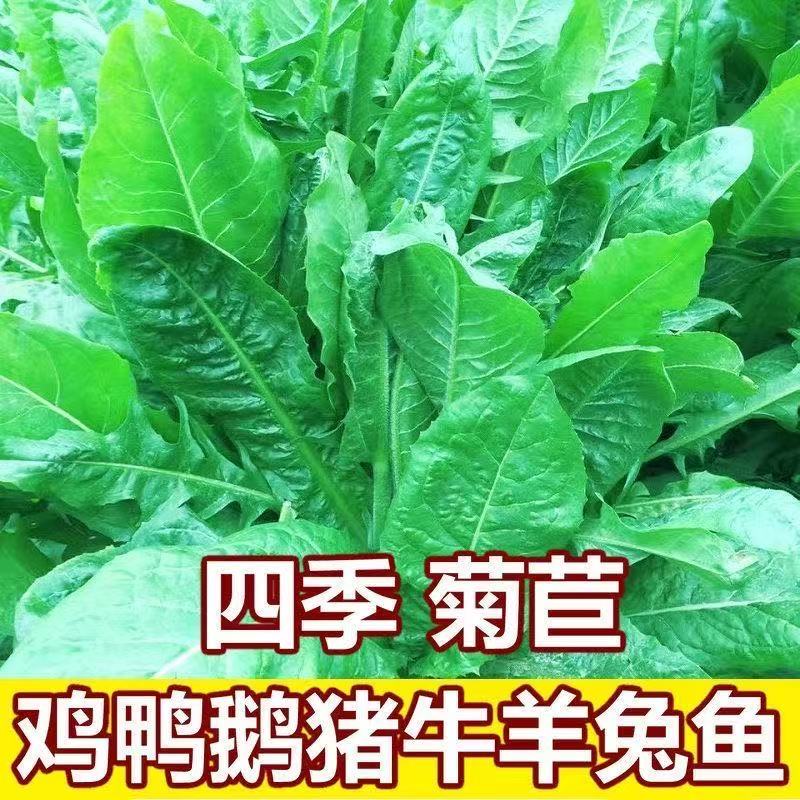 菊苣种子大叶多年生兔子草种猪牛鱼鸡鸭鹅爱吃的养殖四季牧草种籽