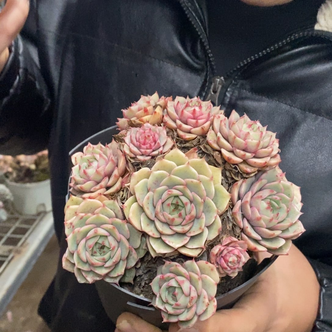 苯巴蒂斯手捧老桩