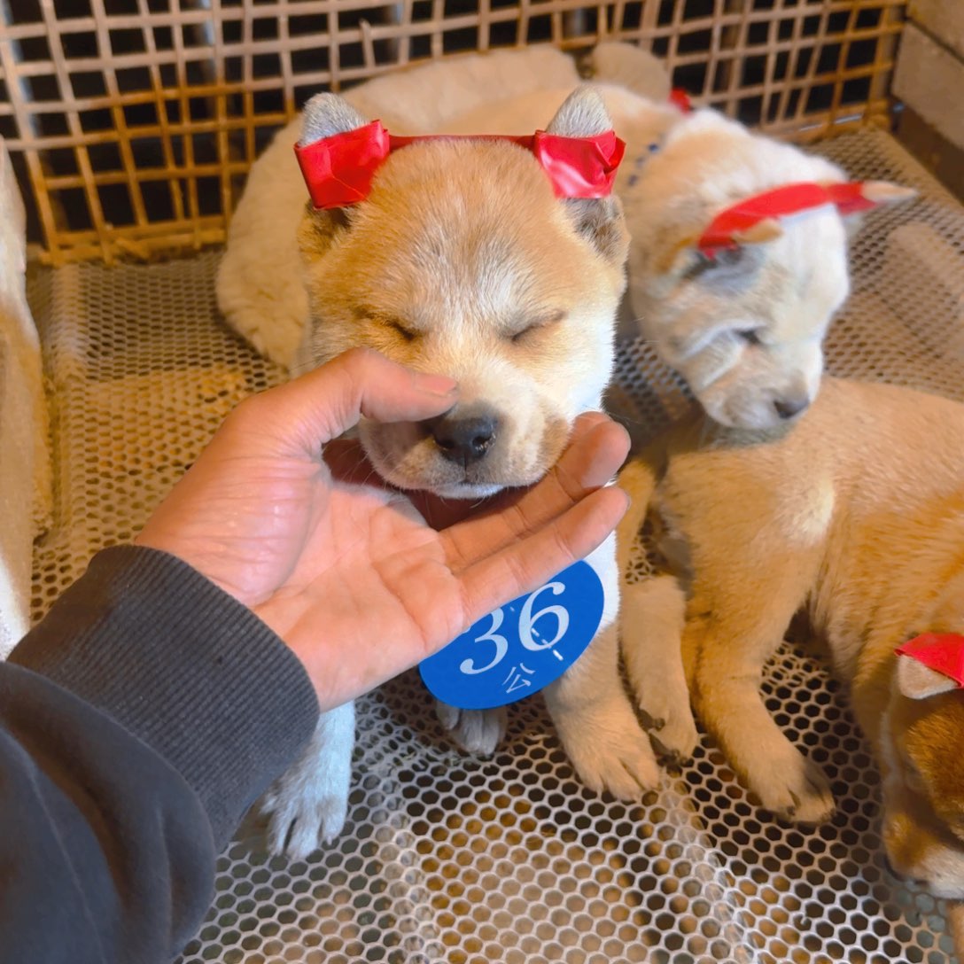 36号 小弟弟田园犬