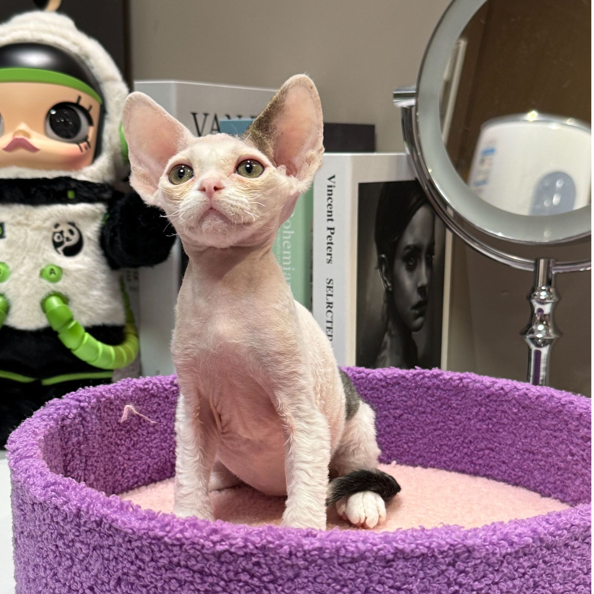 甜七德文卷毛猫—虎斑加白弟弟（帅帅）