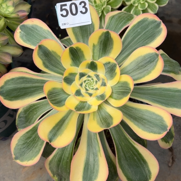 503王妃25厘米左右