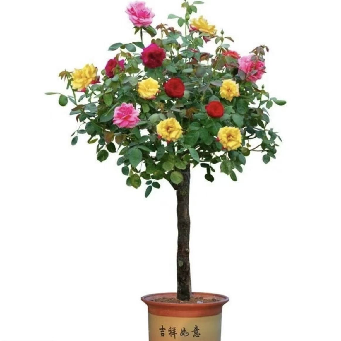 【多色  买一送一，修剪发货】（耐热耐寒，月月开花，月月爆盆）