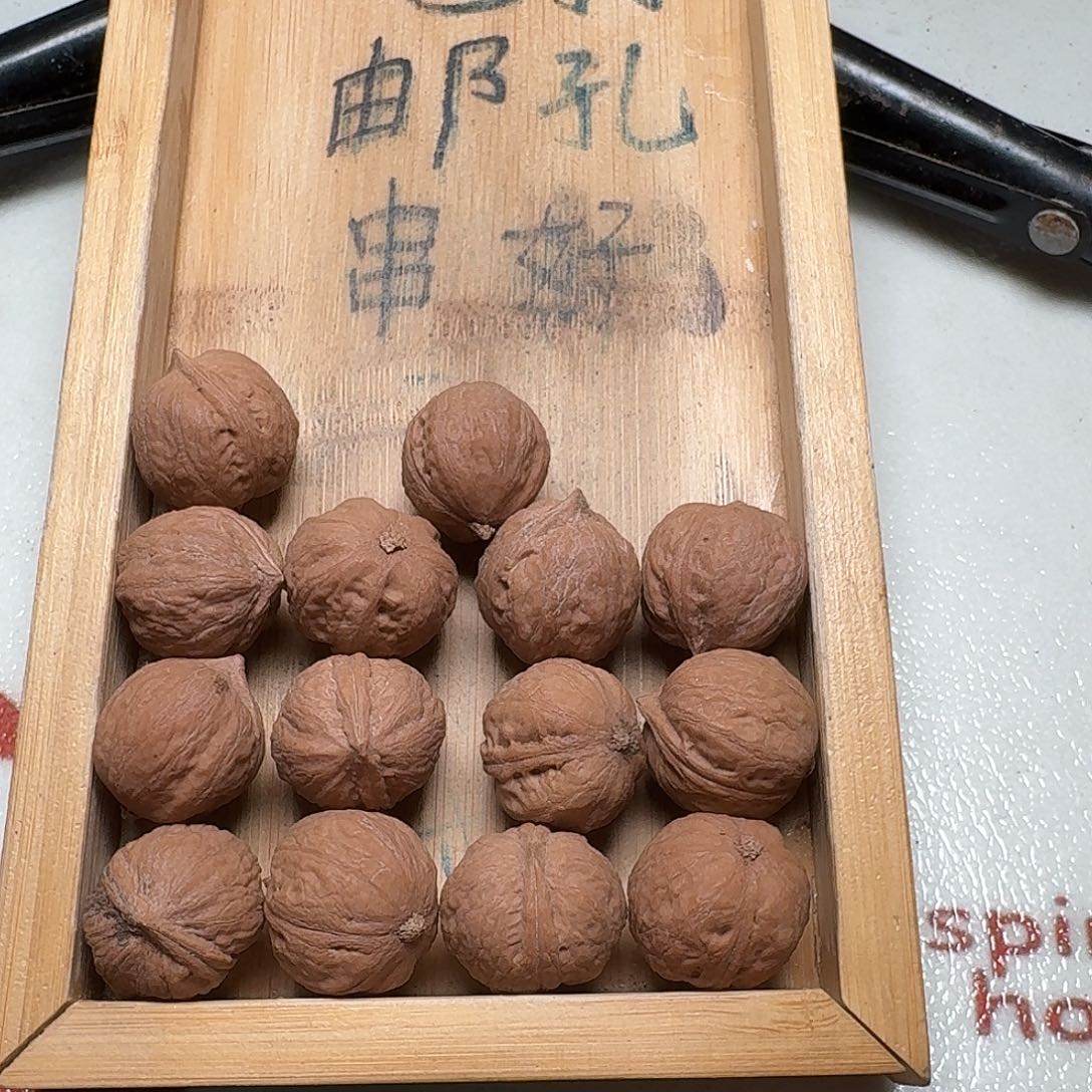 核桃手串/手链7号边20肚23高21