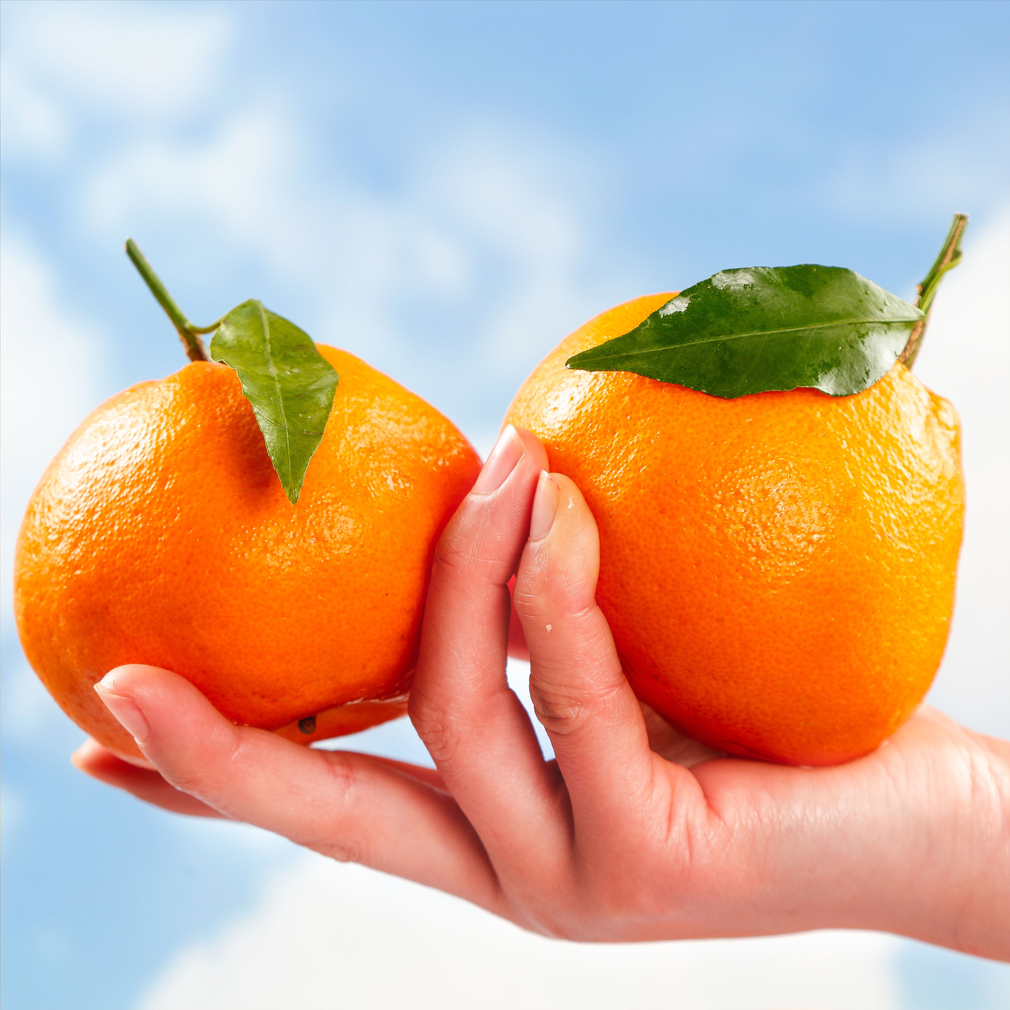 【热销】四川眉山正宗春见耙耙柑爆甜多汁现采现发