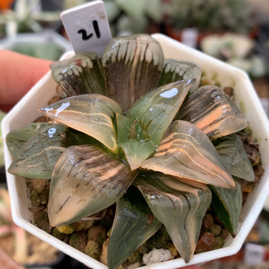 红纹寿锦，带盆一起