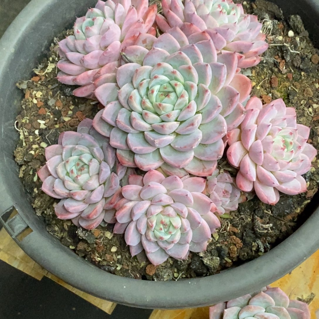 精品多肉一物一拍不包整17