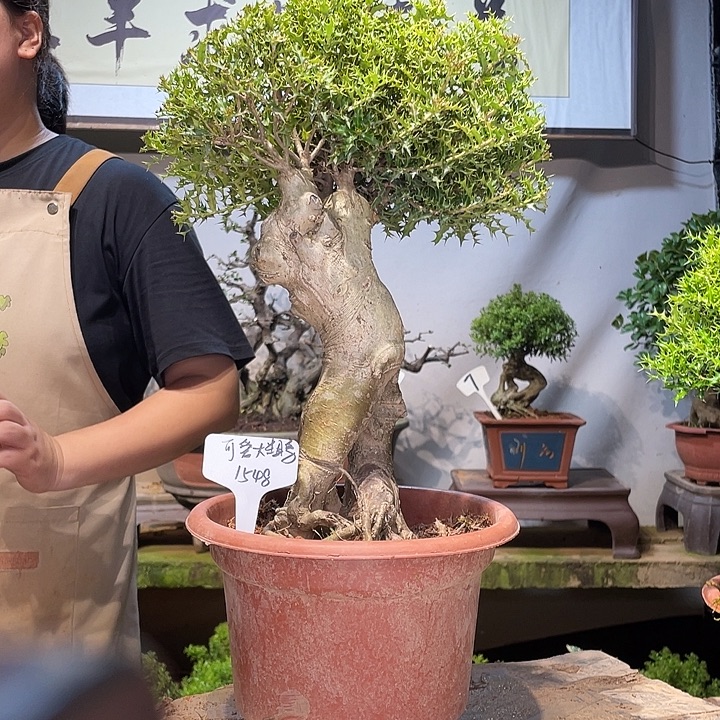 无花朵米叶枸骨一物一拍