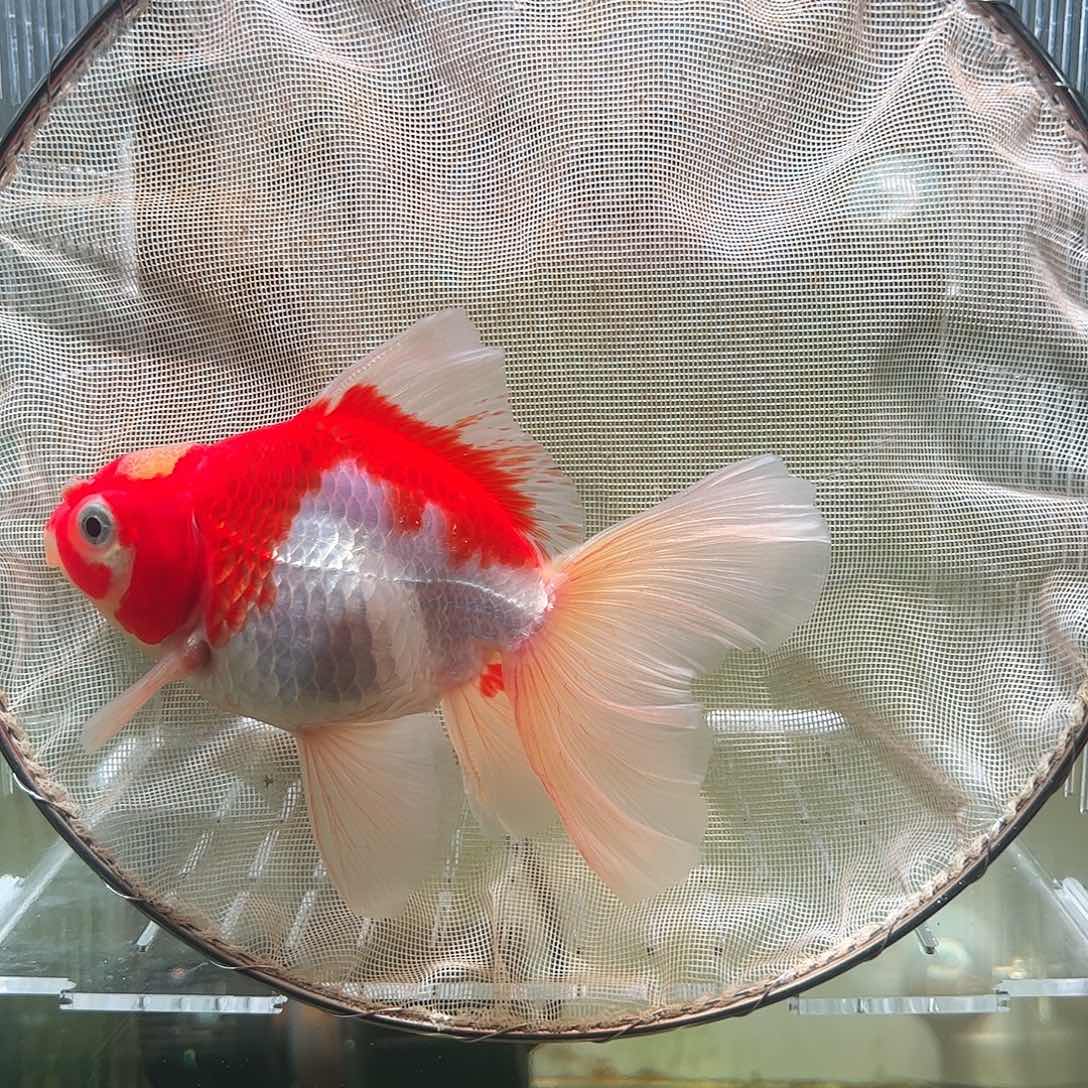 金鱼百褶泰狮亚成13