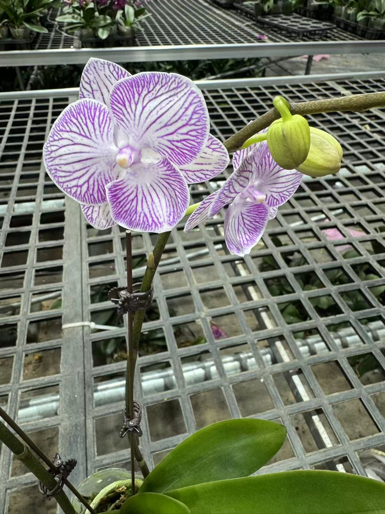 蝴蝶兰【魔幻精灵】昆明直发