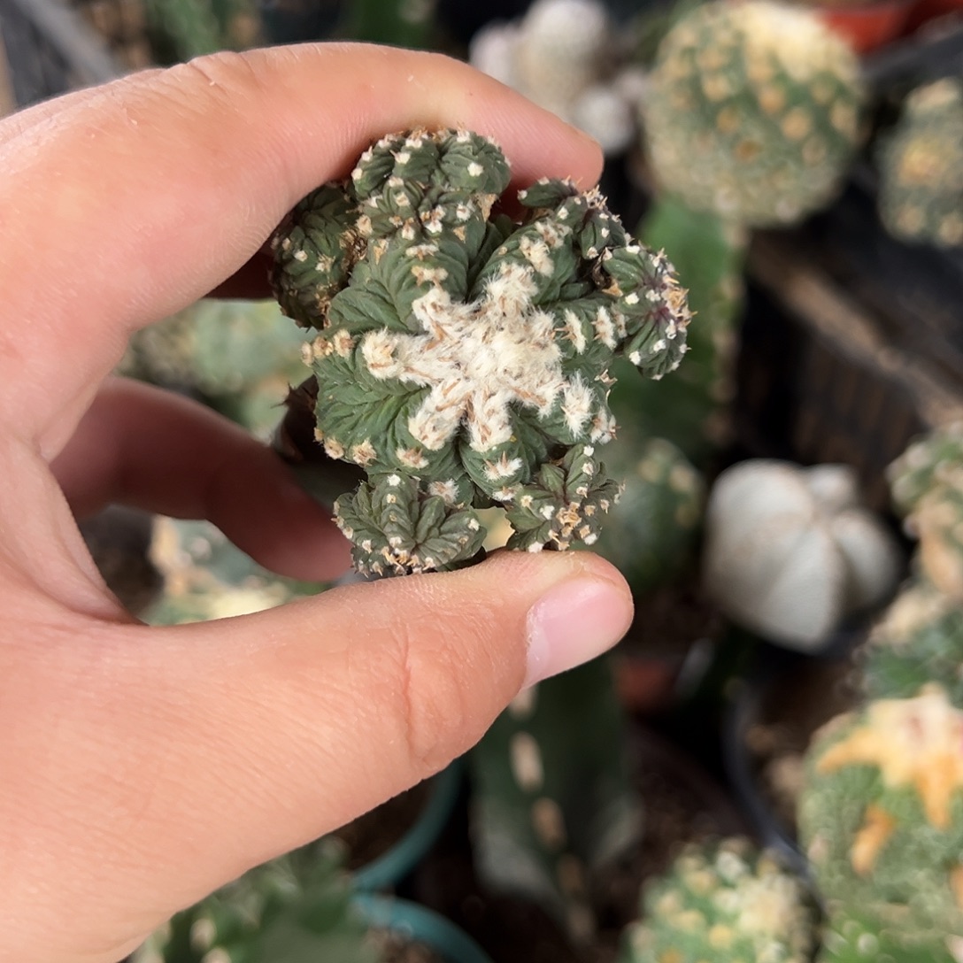 苗接老花笼仙人球3594号