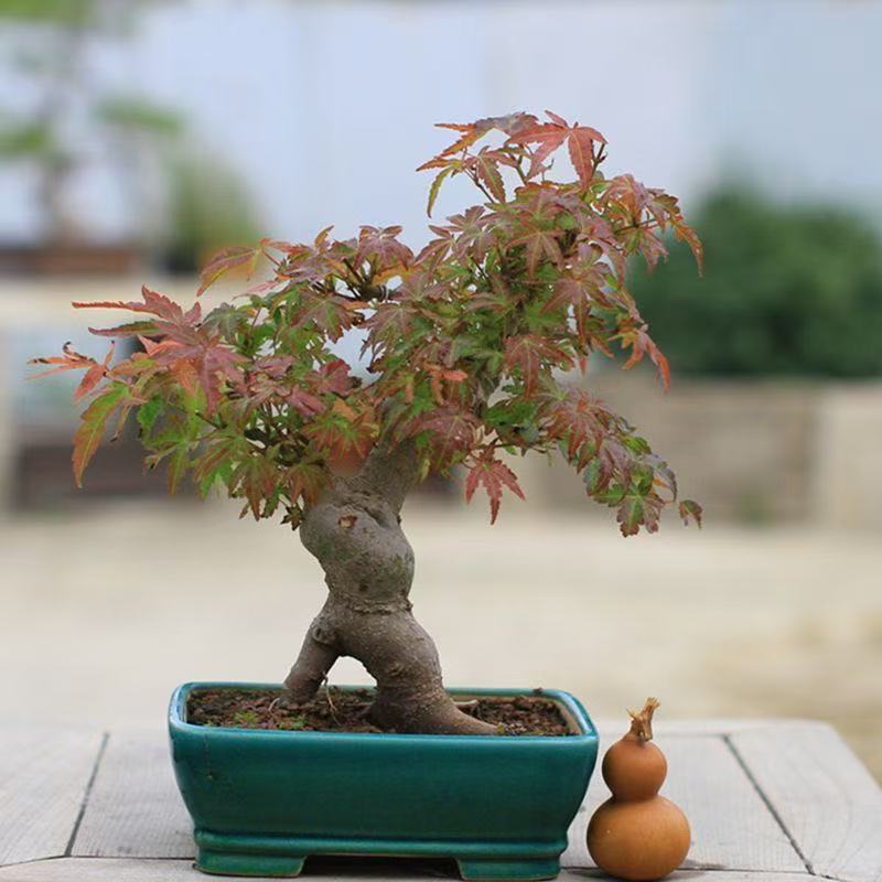 枫树盆景素材【一物一拍】