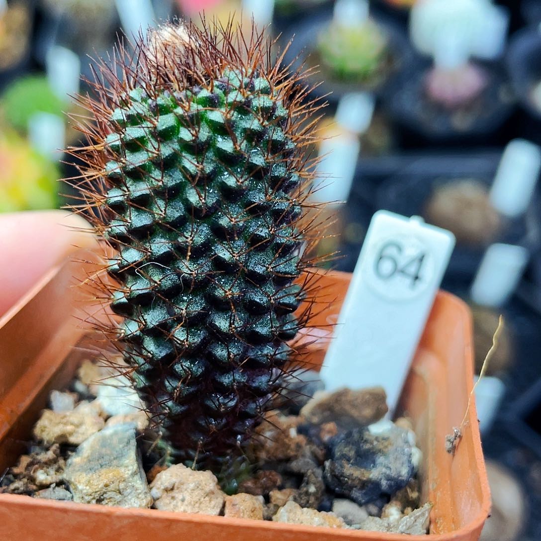 蜈蚣丸非偏远地区满 25包邮仙人球