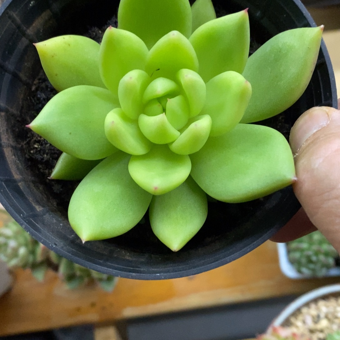 精品多肉一物一拍不包整435