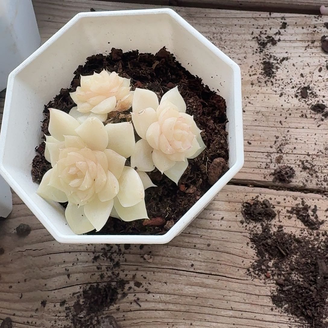 白天鹅多肉植物16.8