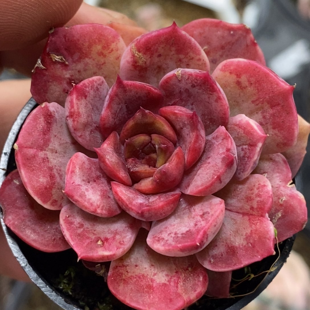 1007石化 小方花圃一物一拍