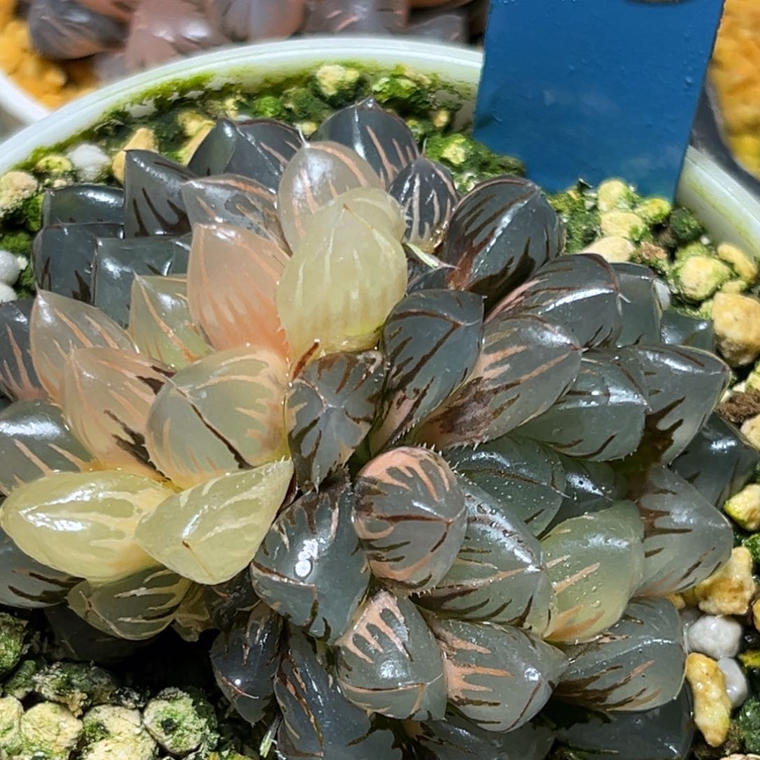 恭喜发财大吉大利0403