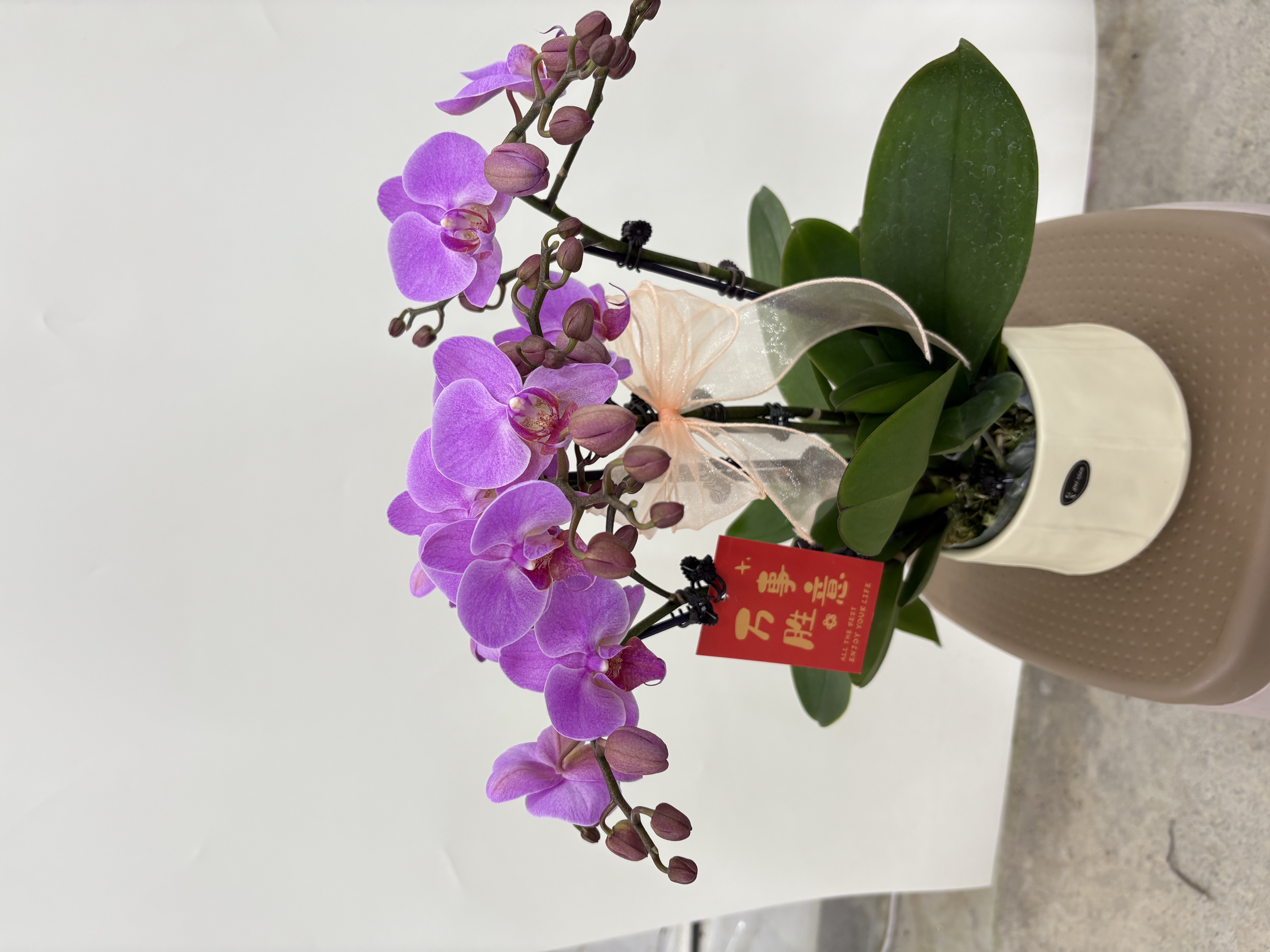 蝴蝶兰【蜜糖】鲜花盆栽室内观赏花花佛山基地直发好养易活