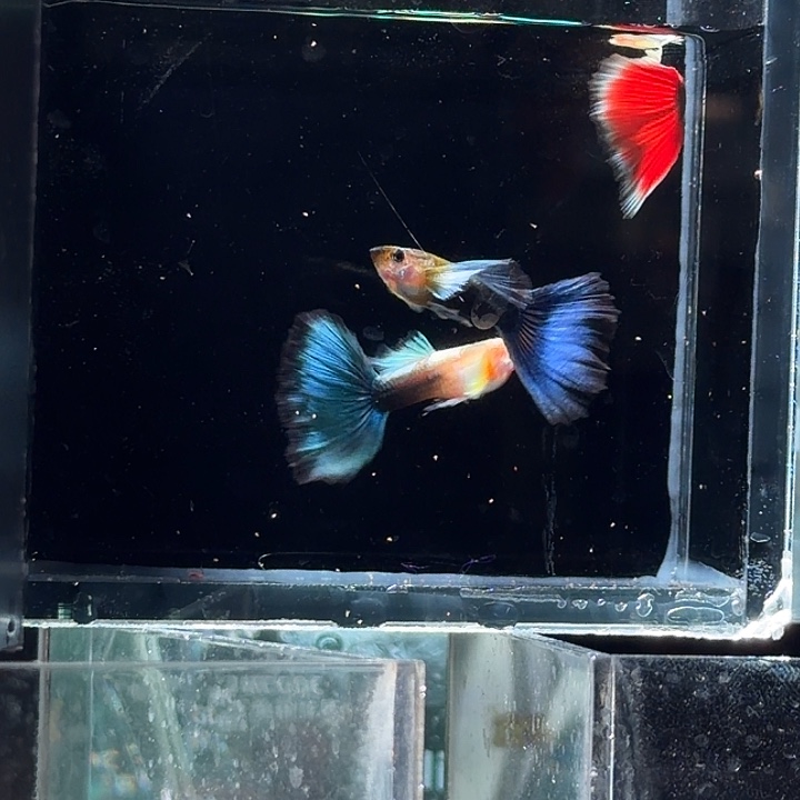 孔雀鱼蓝礼服飞船2对