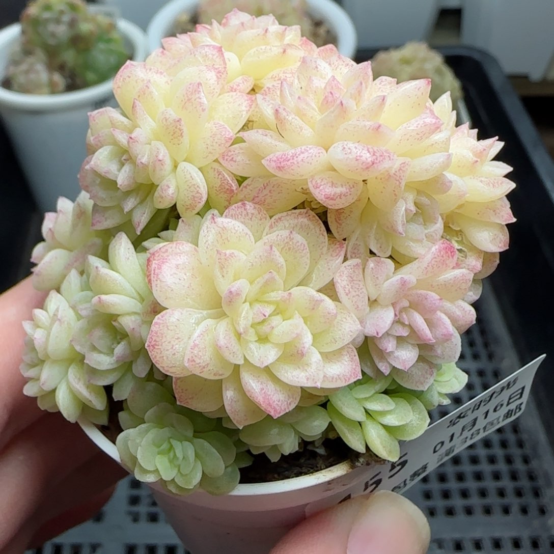 0116-155麦秆麦秆