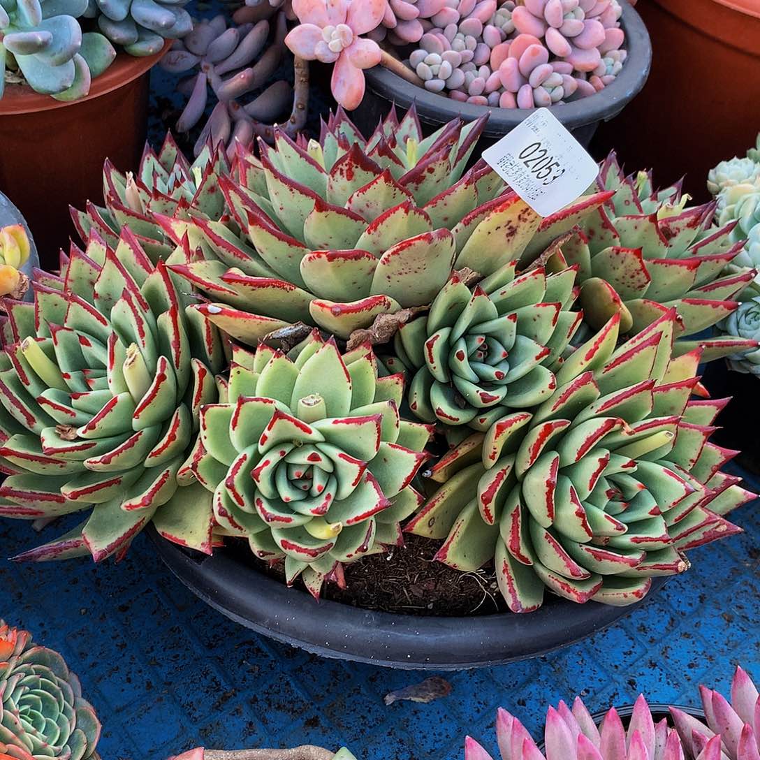 小***哒乌木02053吨肉多肉