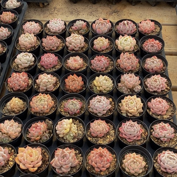 981多肉植物保护研究所所长