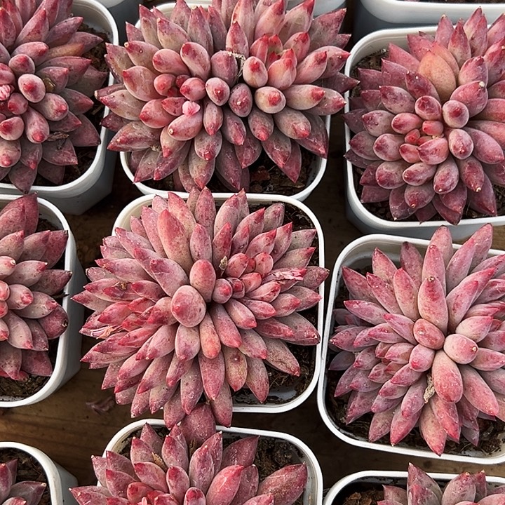 团096  多头   金鱼姬