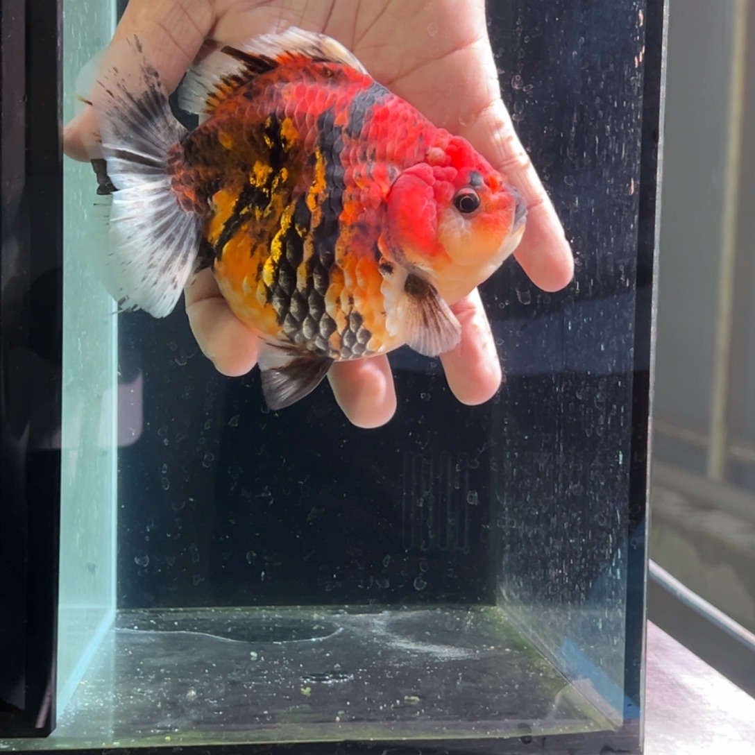 金鱼1555588756678667