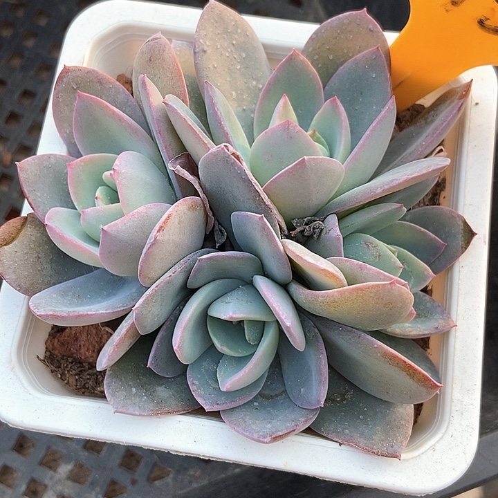 多肉植物布鲁兰6133