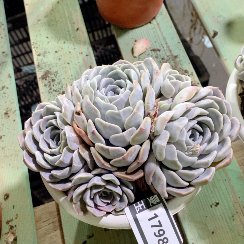 【闪购商品】汉堡1798