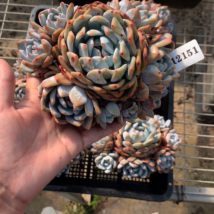 12151九头嗯嗯嗯嗯嗯嗯好想