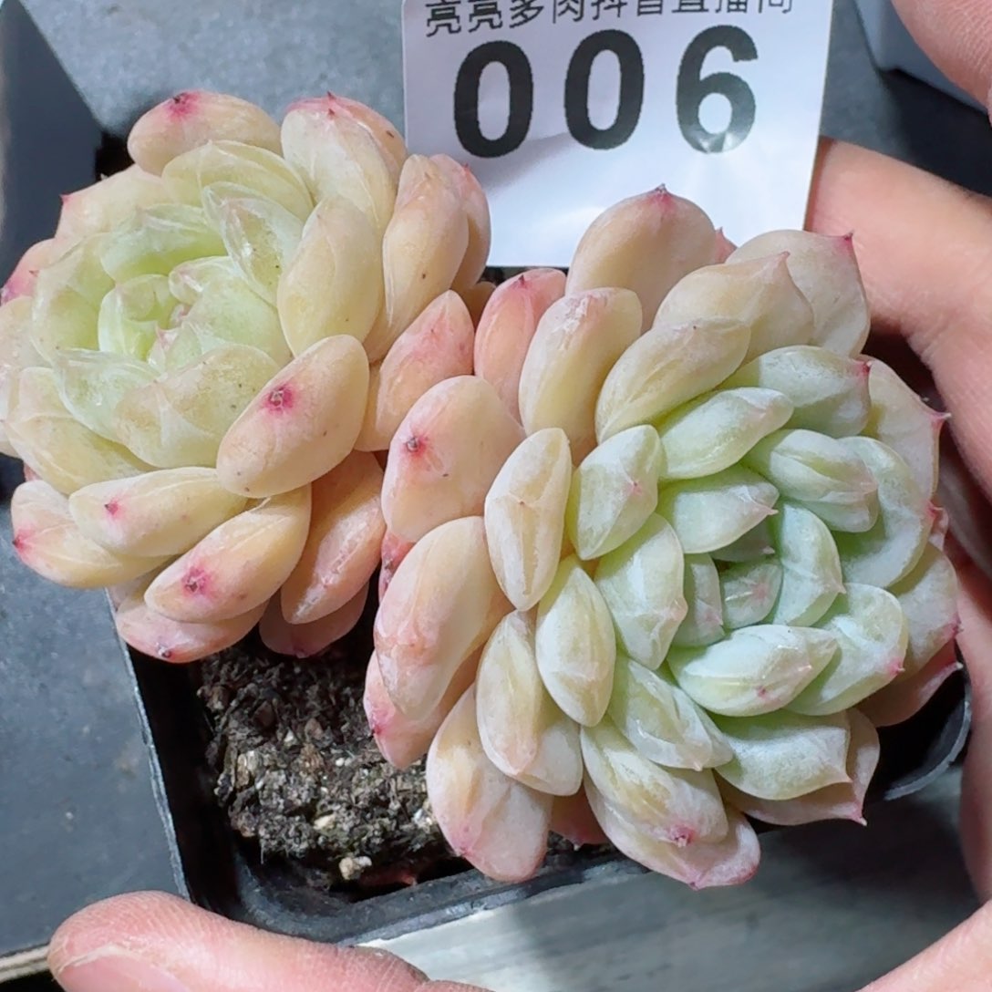 开播福利捡漏随单发满58包邮