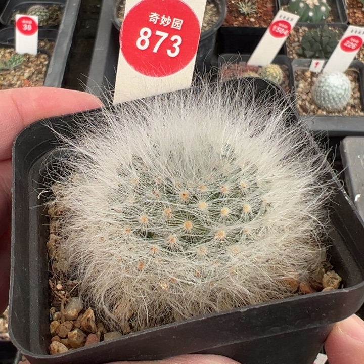 实生无刺丽光殿一棵仙人球