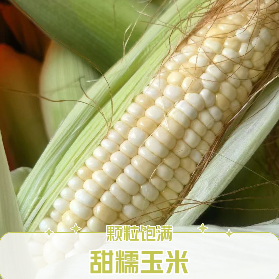 【顺丰包邮】潮汕特产11号香糯加甜玉米新鲜现摘农家玉米带壳广东省