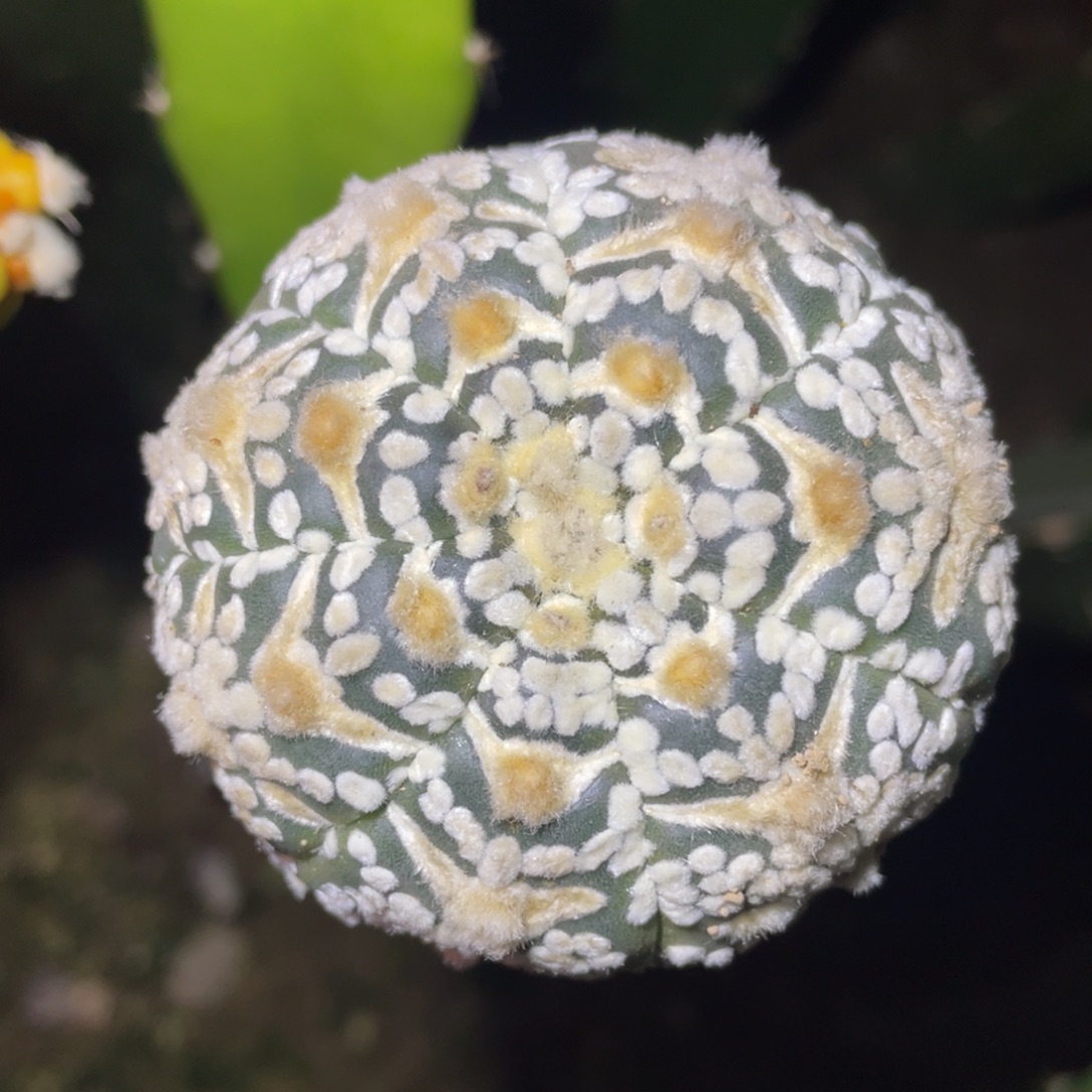 无花朵V子兜 仙人球