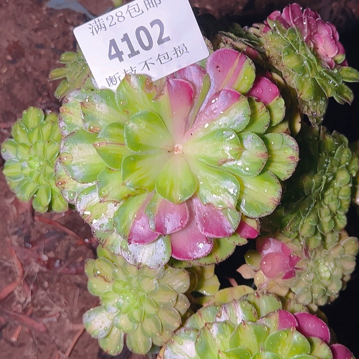 4102无根知否多肉植物