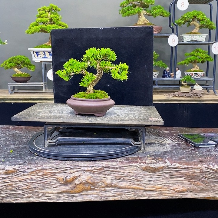 无花朵黄杨盆景四季常青不落叶