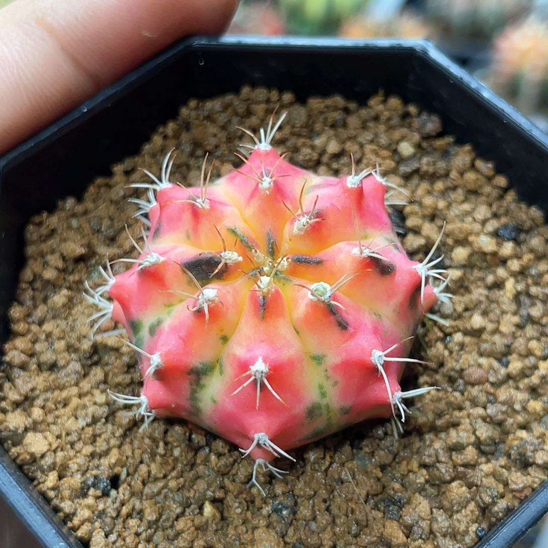 当前无花朵，栽培后可花朵泰系名品侧，法兰西竹笋